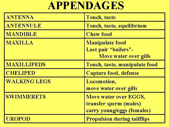 APPENDAGES ANTENNA ANTENNULE MANDIBLE MAXILLA Touch, taste, equilibrium Chew food Manipulate food Last pair