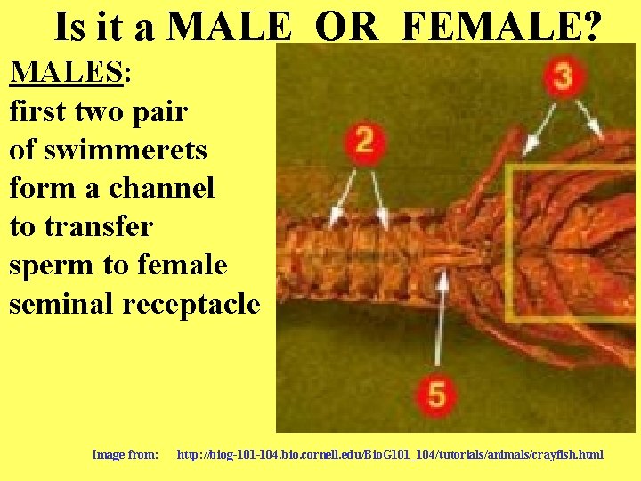Is it a MALE OR FEMALE? MALES: first two pair of swimmerets form a
