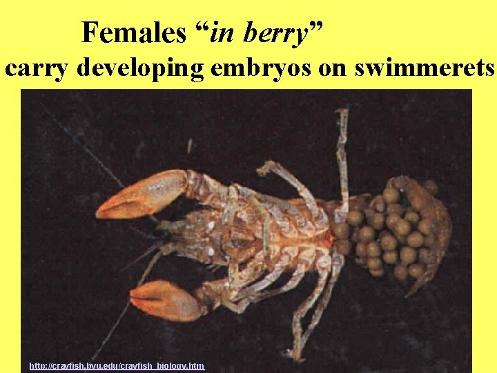  Females “in berry” carry developing embryos on swimmerets http: //crayfish. byu. edu/crayfish_biology. htm