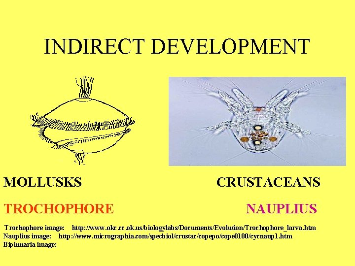 INDIRECT DEVELOPMENT MOLLUSKS TROCHOPHORE CRUSTACEANS NAUPLIUS Trochophore image: http: //www. okc. cc. ok. us/biologylabs/Documents/Evolution/Trochophore_larva.