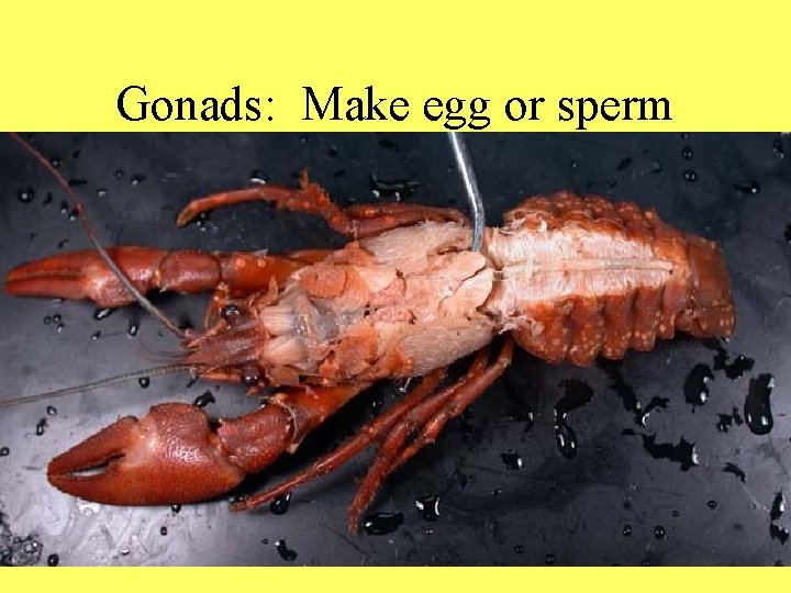 Gonads: Make egg or sperm 