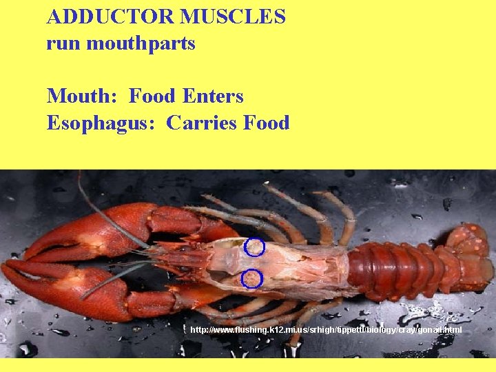 ADDUCTOR MUSCLES run mouthparts Mouth: Food Enters Esophagus: Carries Food http: //www. flushing. k