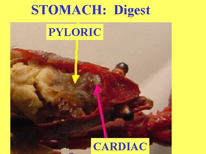 STOMACH: Digest PYLORIC CARDIAC 