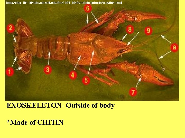 http: //biog-101 -104. bio. cornell. edu/Bio. G 101_104/tutorials/animals/crayfish. html EXOSKELETON- Outside of body *Made