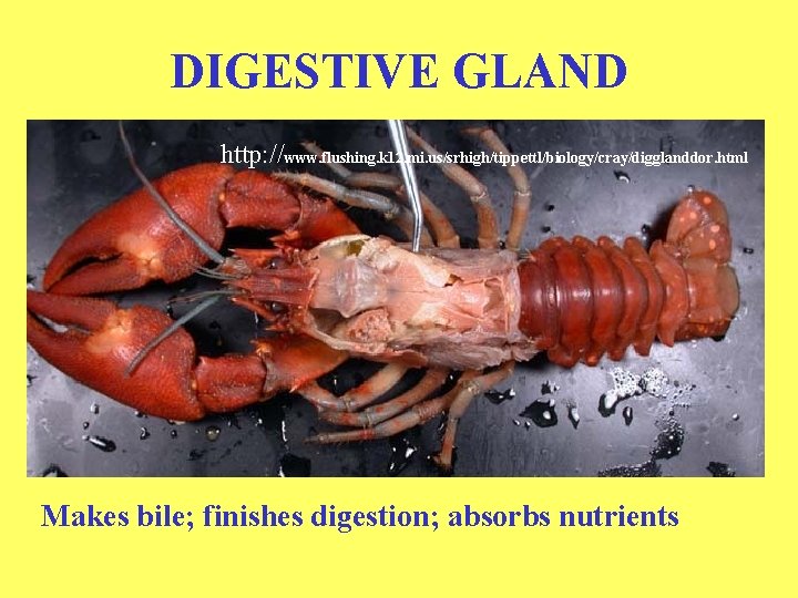 DIGESTIVE GLAND http: //www. flushing. k 12. mi. us/srhigh/tippettl/biology/cray/digglanddor. html Makes bile; finishes digestion;
