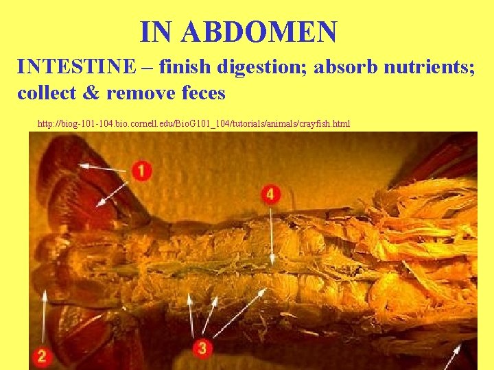 IN ABDOMEN INTESTINE – finish digestion; absorb nutrients; collect & remove feces http: //biog-101