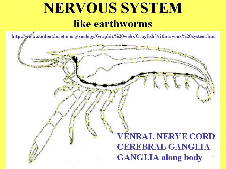 NERVOUS SYSTEM like earthworms http: //www. student. loretto. org/zoology/Graphic%20 webs/Crayfish%20 nervous%20 system. htm VENRAL