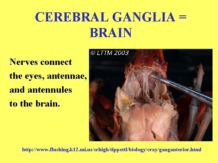 CEREBRAL GANGLIA = BRAIN Nerves connect the eyes, antennae, and antennules to the brain.