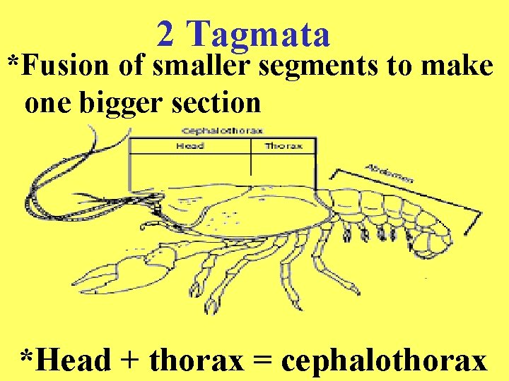 CRUSTACEANS CRAYFISH DISSECTION NAMING CRAYFISH Kingdom Phylum ANIMALIA