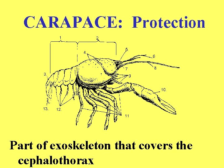 CARAPACE: Protection Part of exoskeleton that covers the cephalothorax 