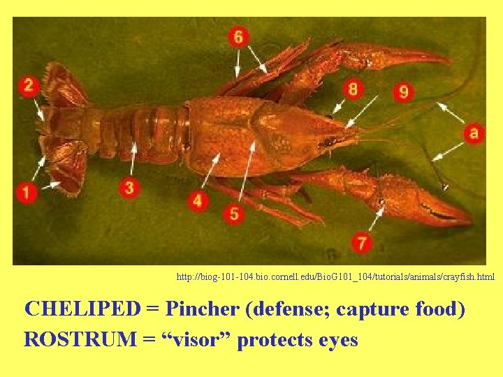 http: //biog-101 -104. bio. cornell. edu/Bio. G 101_104/tutorials/animals/crayfish. html CHELIPED = Pincher (defense; capture