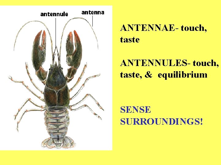 ANTENNAE- touch, taste ANTENNULES- touch, taste, & equilibrium SENSE SURROUNDINGS! 