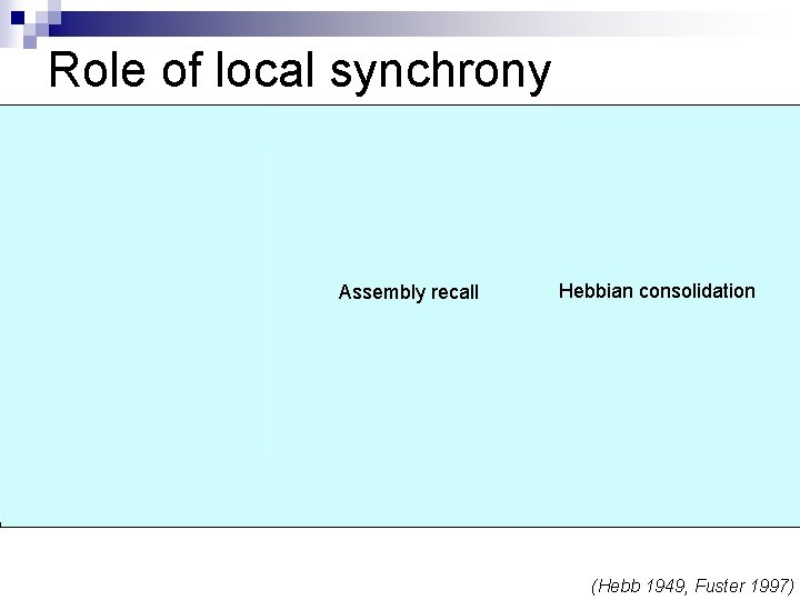 Role of local synchrony Stimuli Consolidation Assembly activation Assembly recall Voice Face Stimulus Hebbian