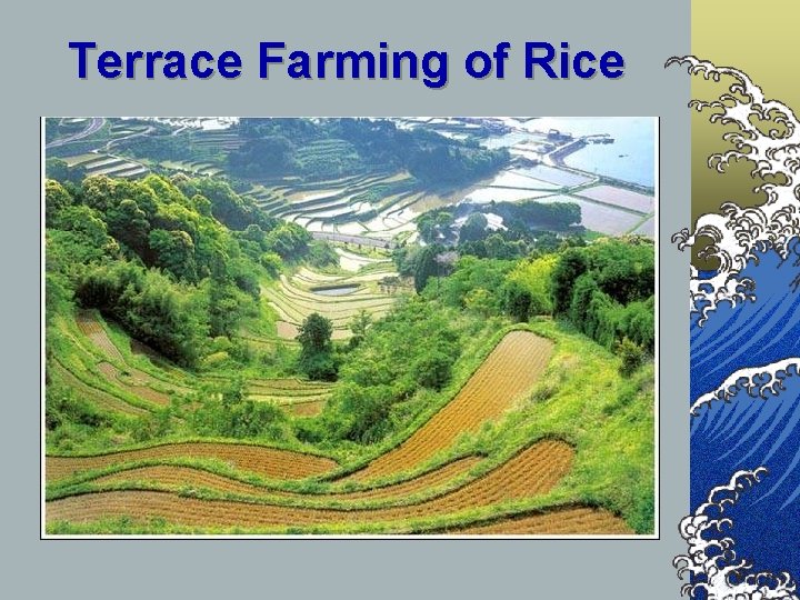 Terrace Farming of Rice 