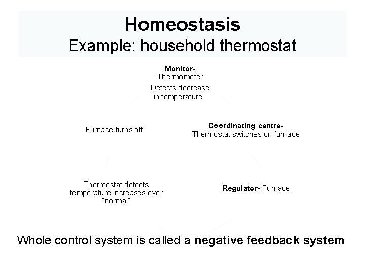 Homeostasis Example: household thermostat Monitor. Thermometer Detects decrease in temperature Furnace turns off Thermostat