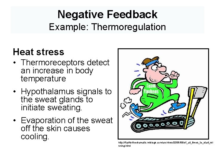 Negative Feedback Example: Thermoregulation Heat stress • Thermoreceptors detect an increase in body temperature