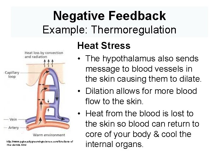 Negative Feedback Example: Thermoregulation Heat Stress http: //www. pgbeautygroomingscience. com/functions-of -the-dermis. html • The