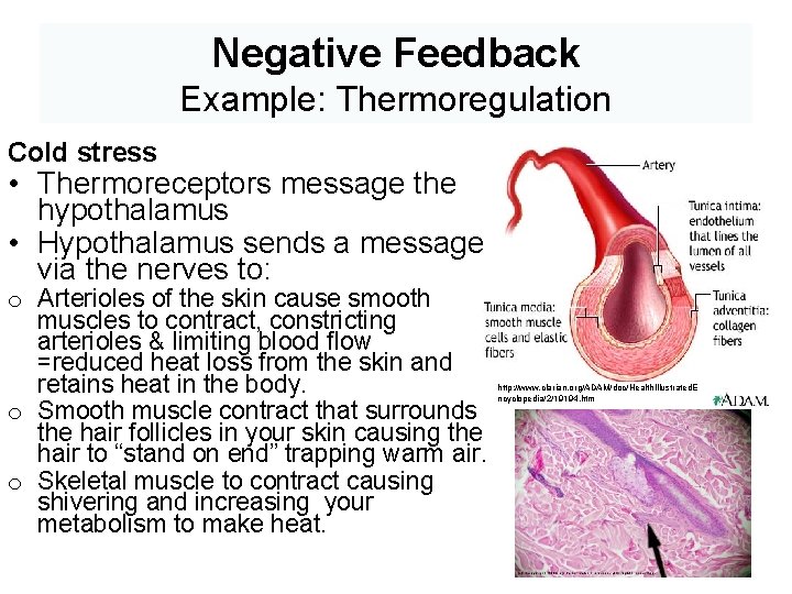Negative Feedback Example: Thermoregulation Cold stress • Thermoreceptors message the hypothalamus • Hypothalamus sends