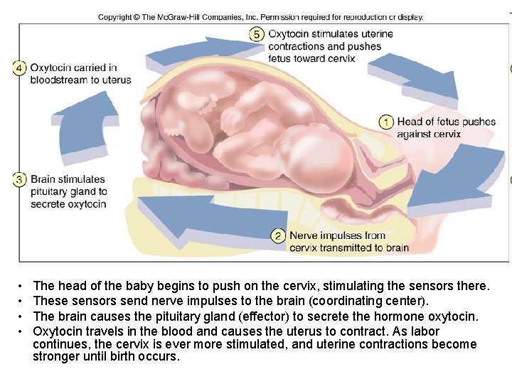  • • The head of the baby begins to push on the cervix,
