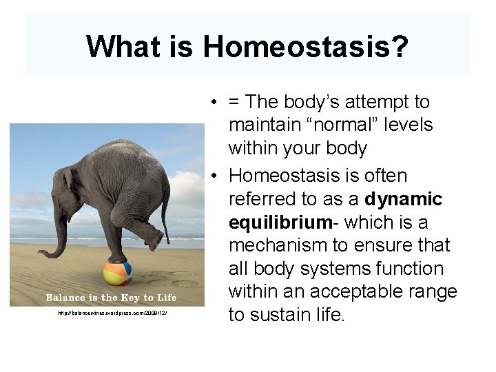 What is Homeostasis? http: //balancewines. wordpress. com/2009/12/ • = The body’s attempt to maintain