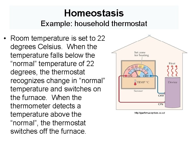 Homeostasis Example: household thermostat • Room temperature is set to 22 degrees Celsius. When