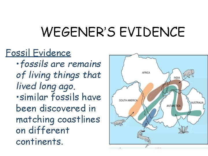 WEGENER’S EVIDENCE Fossil Evidence • fossils are remains of living things that lived long WEGENER’S EVIDENCE Fossil Evidence • fossils are remains of living things that lived long