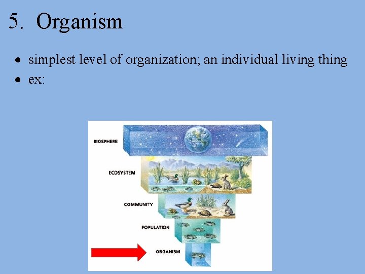 5. Organism simplest level of organization; an individual living thing ex: 