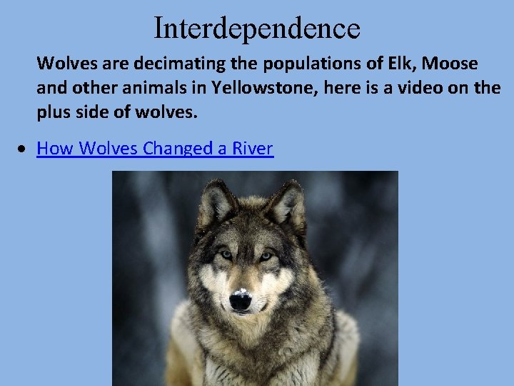 Interdependence Wolves are decimating the populations of Elk, Moose and other animals in Yellowstone,