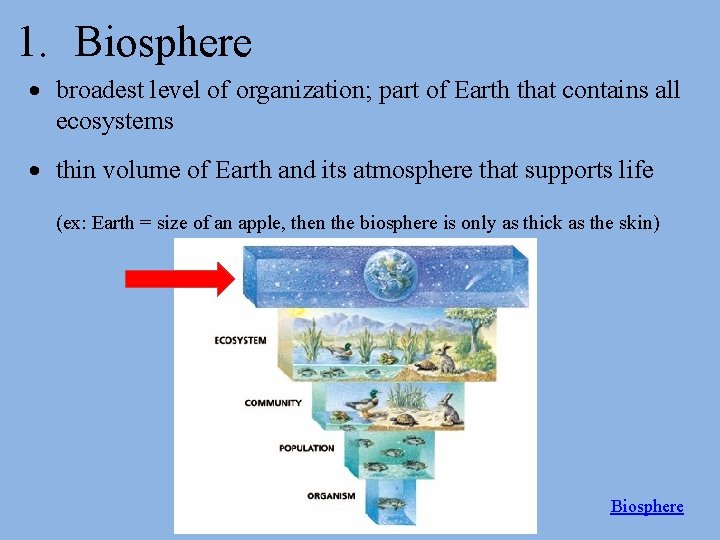 1. Biosphere broadest level of organization; part of Earth that contains all ecosystems thin