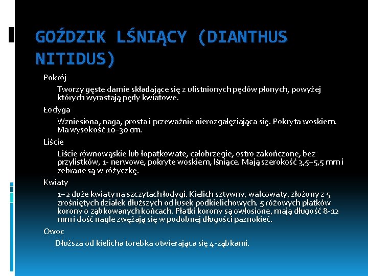 GOŹDZIK LŚNIĄCY (DIANTHUS NITIDUS) Pokrój Tworzy gęste darnie składające się z ulistnionych pędów płonych,
