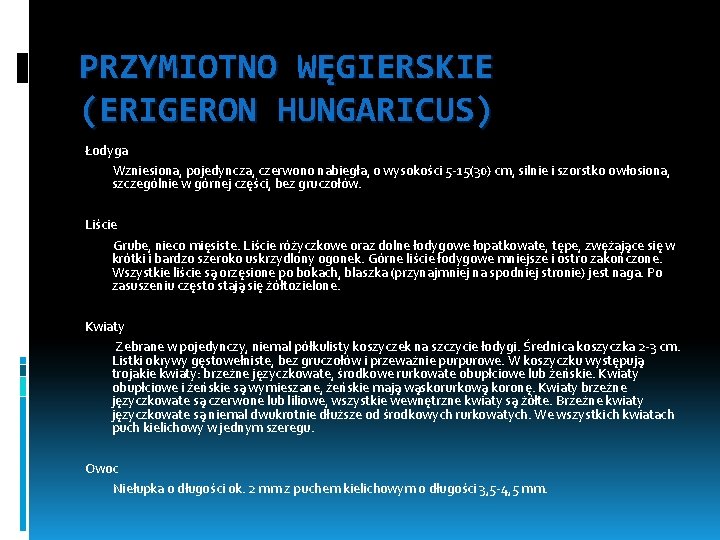 PRZYMIOTNO WĘGIERSKIE (ERIGERON HUNGARICUS) Łodyga Wzniesiona, pojedyncza, czerwono nabiegła, o wysokości 5 -15(30) cm,