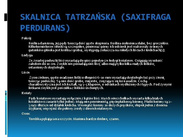 SKALNICA TATRZAŃSKA (SAXIFRAGA PERDURANS) Pokrój Roślina darniowa, jej pędy tworzą dość gęste skupienia. Roślina