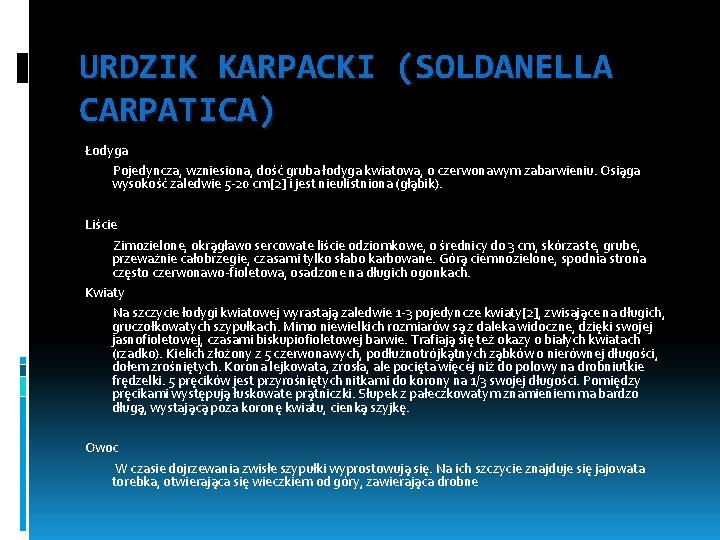 URDZIK KARPACKI (SOLDANELLA CARPATICA) Łodyga Pojedyncza, wzniesiona, dość gruba łodyga kwiatowa, o czerwonawym zabarwieniu.