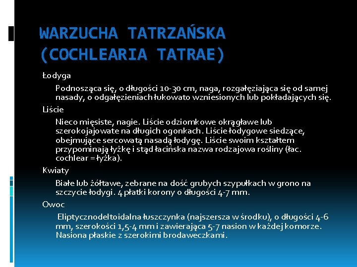 WARZUCHA TATRZAŃSKA (COCHLEARIA TATRAE) Łodyga Podnosząca się, o długości 10 -30 cm, naga, rozgałęziająca