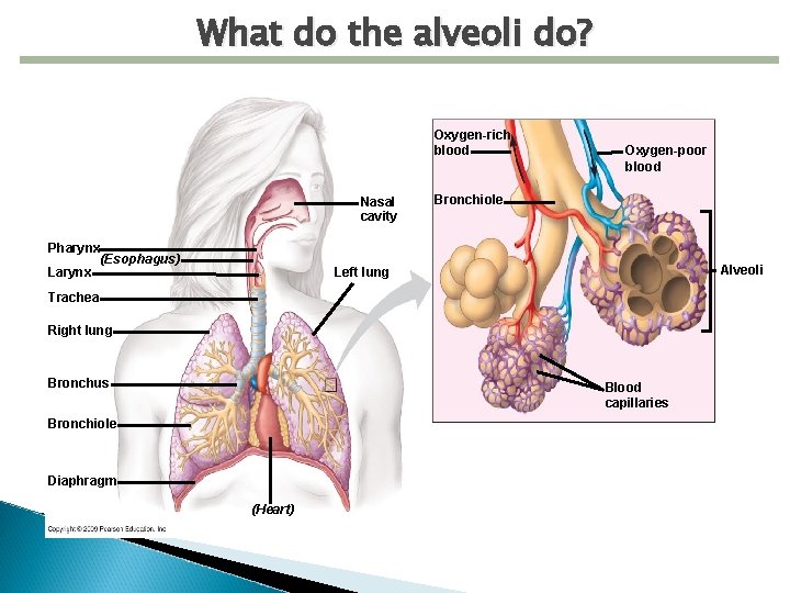 What do the alveoli do? Oxygen-rich blood Nasal cavity Pharynx (Esophagus) Larynx Oxygen-poor blood