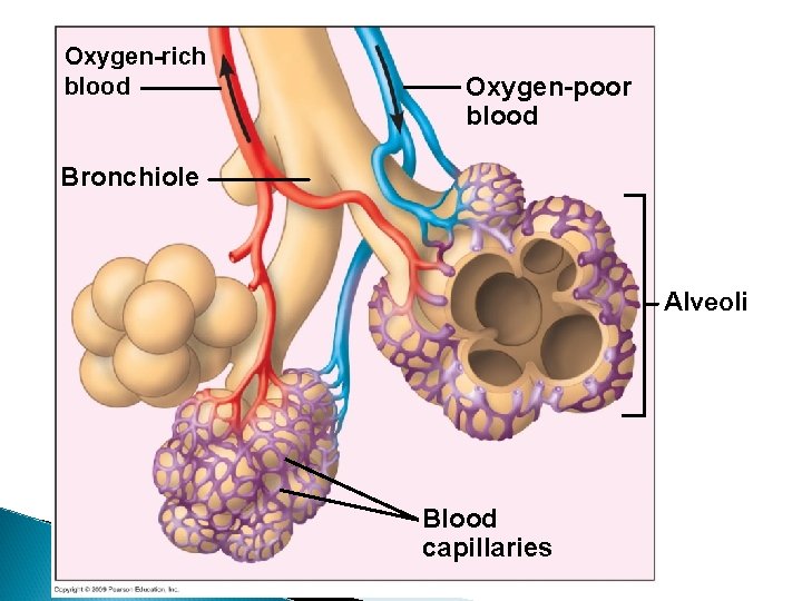 Oxygen-rich blood Oxygen-poor blood Bronchiole Alveoli Blood capillaries 
