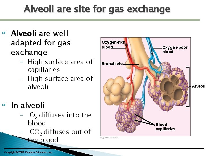 Alveoli are site for gas exchange Alveoli are well adapted for gas exchange –