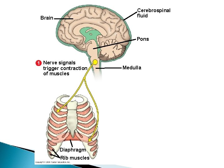 Cerebrospinal fluid Brain Pons 1 Nerve signals trigger contraction of muscles Diaphragm Rib muscles