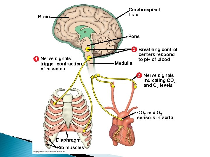 Cerebrospinal fluid Brain Pons 2 Breathing control 1 Nerve signals trigger contraction of muscles