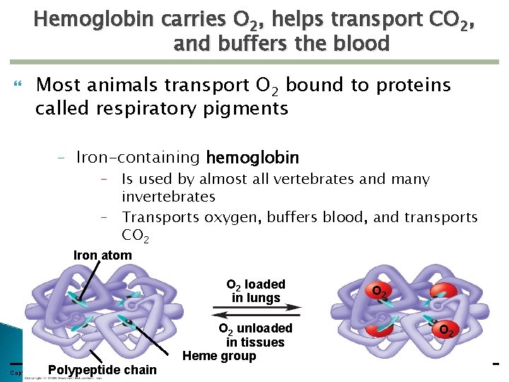 Hemoglobin carries O 2, helps transport CO 2, and buffers the blood Most animals
