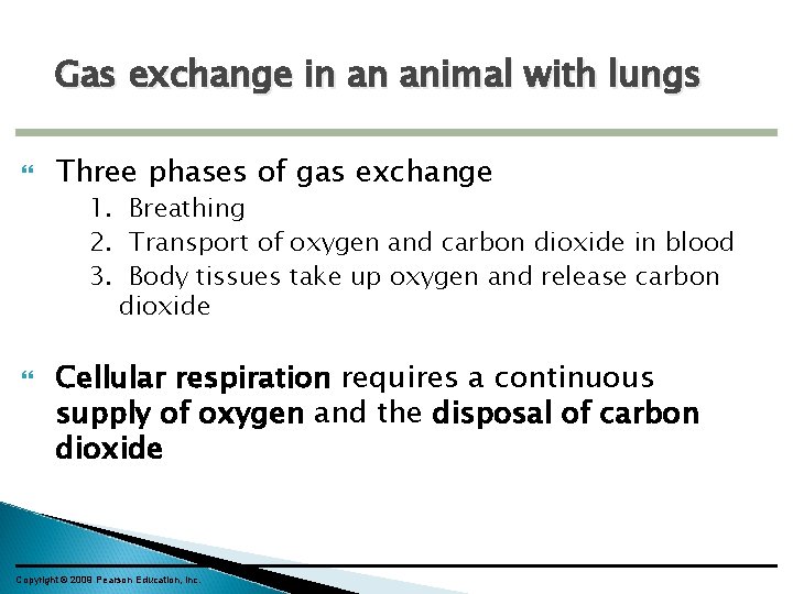 Gas exchange in an animal with lungs Three phases of gas exchange 1. Breathing