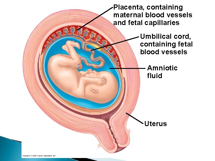 Placenta, containing maternal blood vessels and fetal capillaries Umbilical cord, containing fetal blood vessels