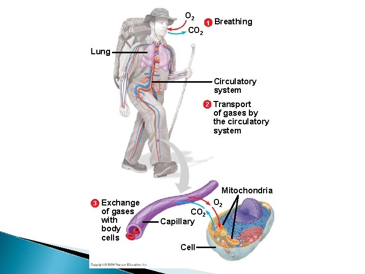 O 2 1 CO 2 Breathing Lung Circulatory system 2 Transport of gases by