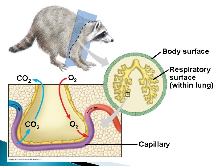 Body surface CO 2 O 2 Respiratory surface (within lung) O 2 Capillary 