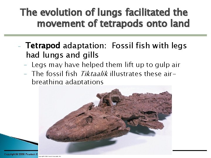 The evolution of lungs facilitated the movement of tetrapods onto land – Tetrapod adaptation: