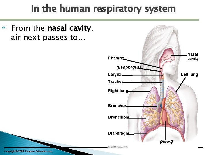 In the human respiratory system From the nasal cavity, air next passes to… Nasal