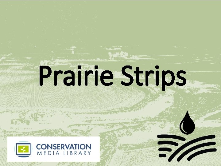 Prairie Strips 