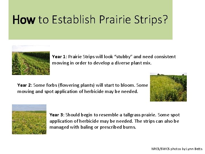 How to Establish Prairie Strips? Year 1: Prairie Strips will look “stubby” and need