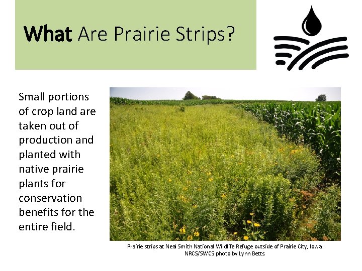 What Are Prairie Strips? Small portions of crop land are taken out of production