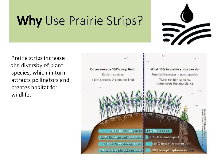 Why Use Prairie Strips? Prairie strips increase the diversity of plant species, which in